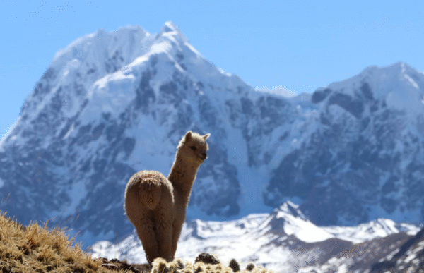 Sacred Valley Retreat 2027: DEPOSIT - Image 7